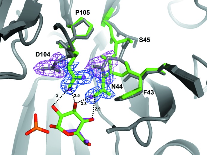 Structural bases for N-glycan processing by mannoside phosphorylase.