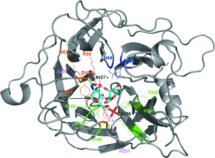 Structural bases for N-glycan processing by mannoside phosphorylase.