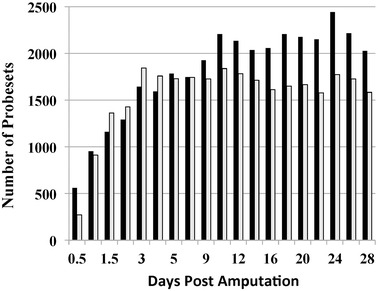 Gene expression during the first 28 days of axolotl limb regeneration I: Experimental design and global analysis of gene expression.