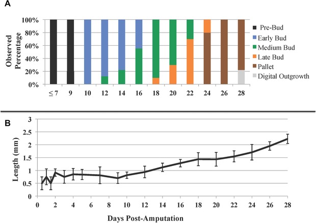 Gene expression during the first 28 days of axolotl limb regeneration I: Experimental design and global analysis of gene expression.