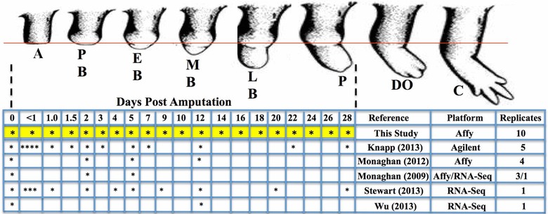 Gene expression during the first 28 days of axolotl limb regeneration I: Experimental design and global analysis of gene expression.