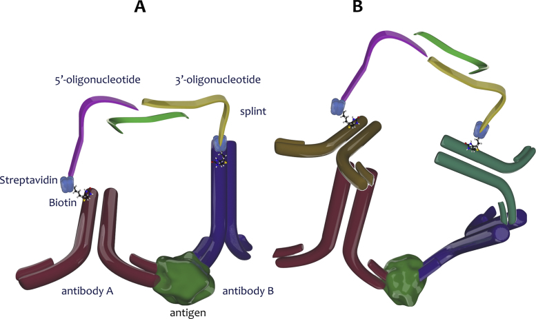 Proximity assays for sensitive quantification of proteins