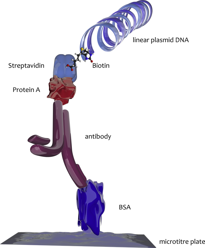 Proximity assays for sensitive quantification of proteins