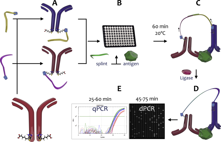 Proximity assays for sensitive quantification of proteins