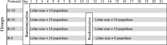 Effects of postnatal growth restriction and subsequent catch-up growth on neurodevelopment and glucose homeostasis in rats.