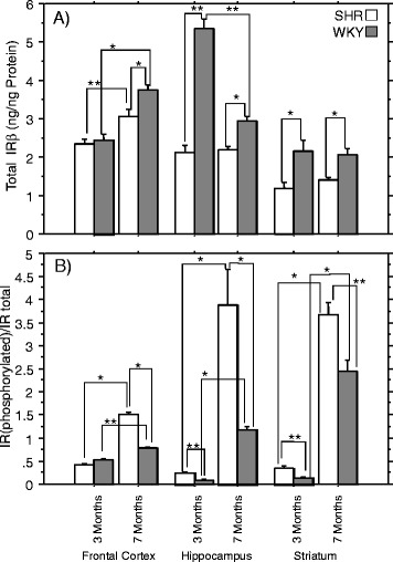 Characterization of cognitive deficits in spontaneously hypertensive rats, accompanied by brain insulin receptor dysfunction.