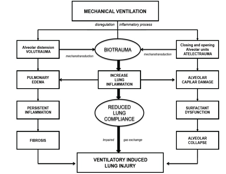 Ventilator-Induced Lung Injury (VILI) in Acute Respiratory Distress Syndrome (ARDS): Volutrauma and Molecular Effects.
