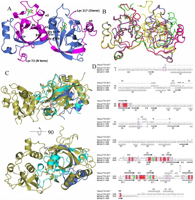 Structure of the stationary phase survival protein YuiC from B.subtilis