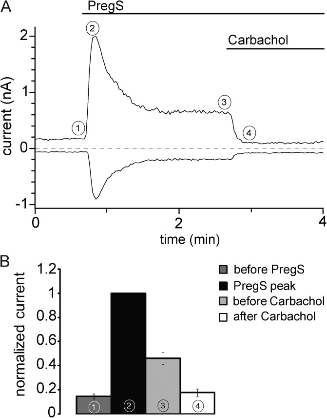 Transient receptor potential melastatin 3 is a phosphoinositide-dependent ion channel.