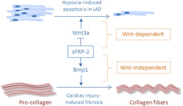 Wnt/β-catenin signaling in heart regeneration