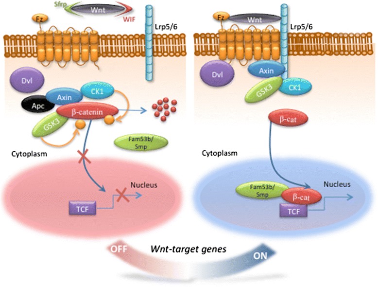 Wnt/β-catenin signaling in heart regeneration