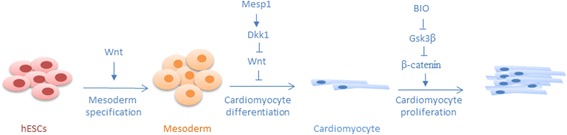 Wnt/β-catenin signaling in heart regeneration