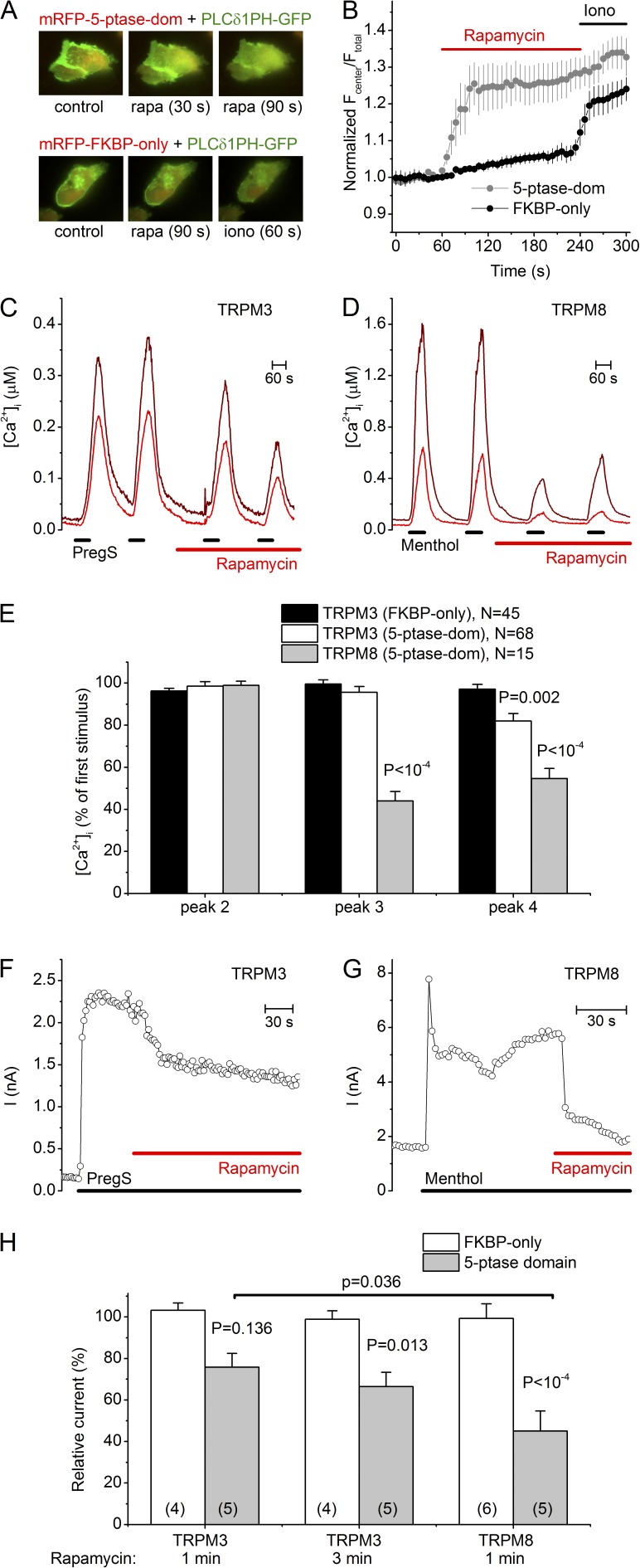 Regulation of the transient receptor potential channel TRPM3 by phosphoinositides.