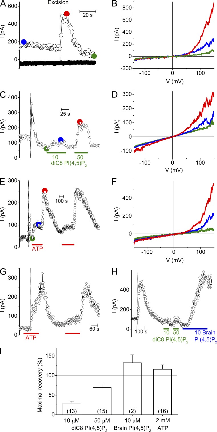 Regulation of the transient receptor potential channel TRPM3 by phosphoinositides.