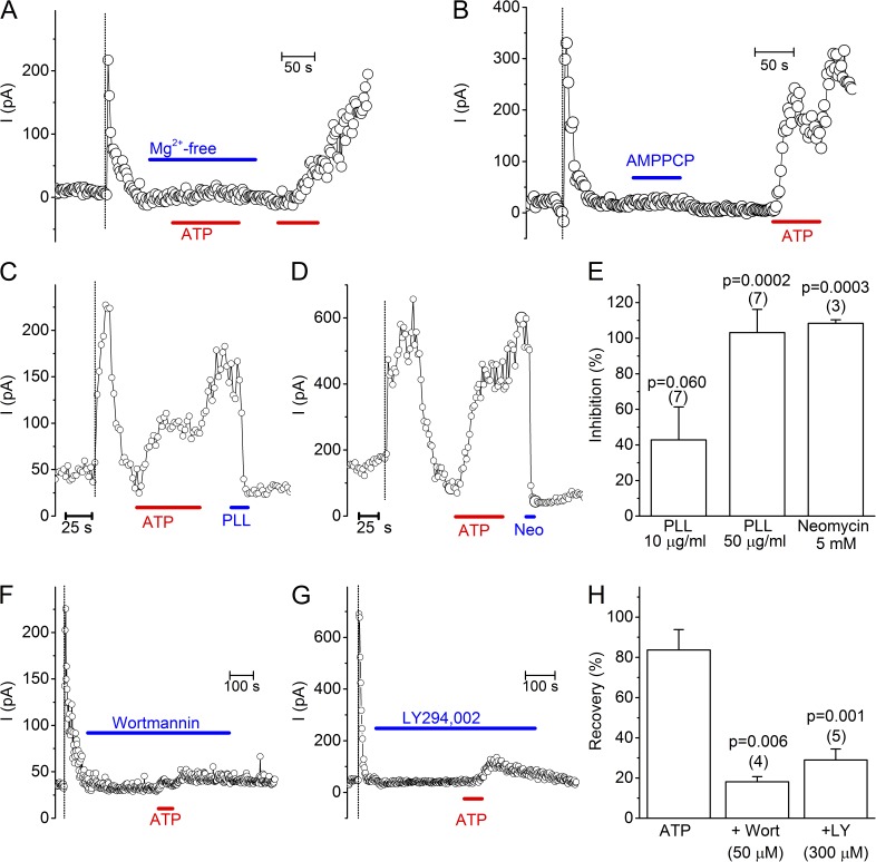 Regulation of the transient receptor potential channel TRPM3 by phosphoinositides.