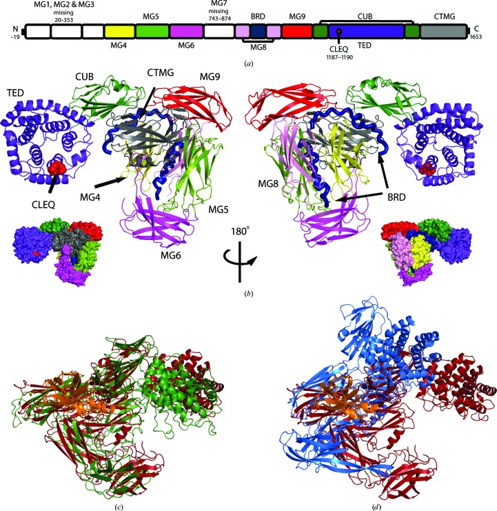 Structure of protease-cleaved Escherichia coli α-2-macroglobulin reveals a putative mechanism of conformational activation for protease entrapment.