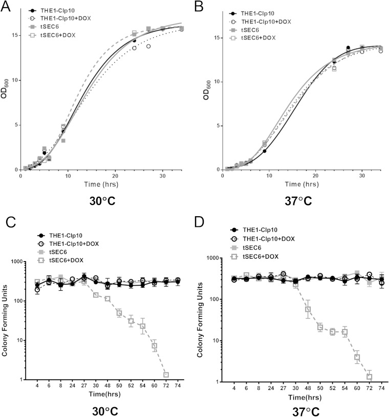 The Candida albicans Exocyst Subunit Sec6 Contributes to Cell Wall Integrity and Is a Determinant of Hyphal Branching.