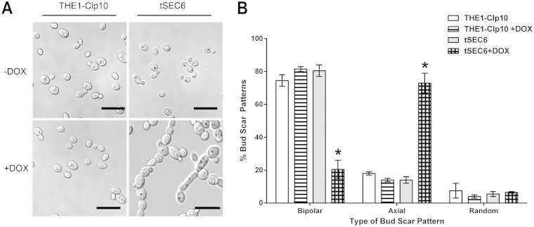 The Candida albicans Exocyst Subunit Sec6 Contributes to Cell Wall Integrity and Is a Determinant of Hyphal Branching.