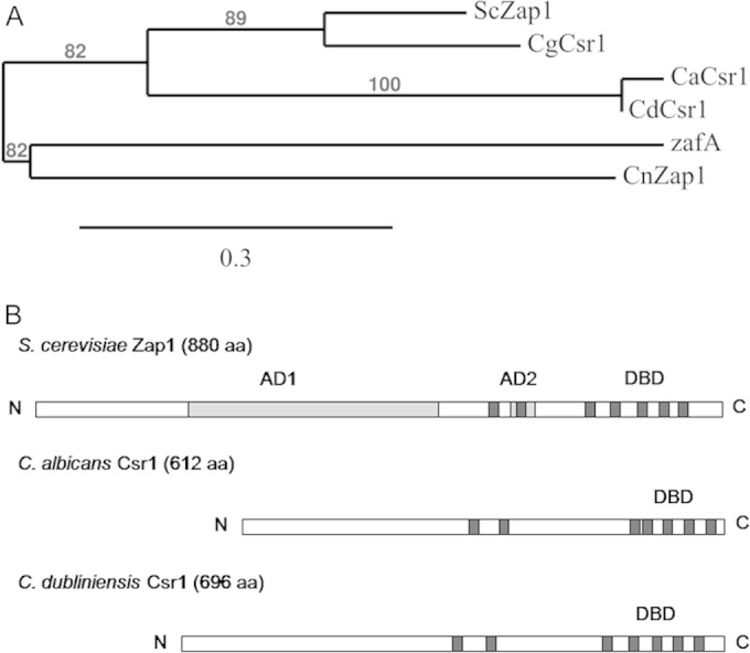 Csr1/Zap1 Maintains Zinc Homeostasis and Influences Virulence in Candida dubliniensis but Is Not Coupled to Morphogenesis.