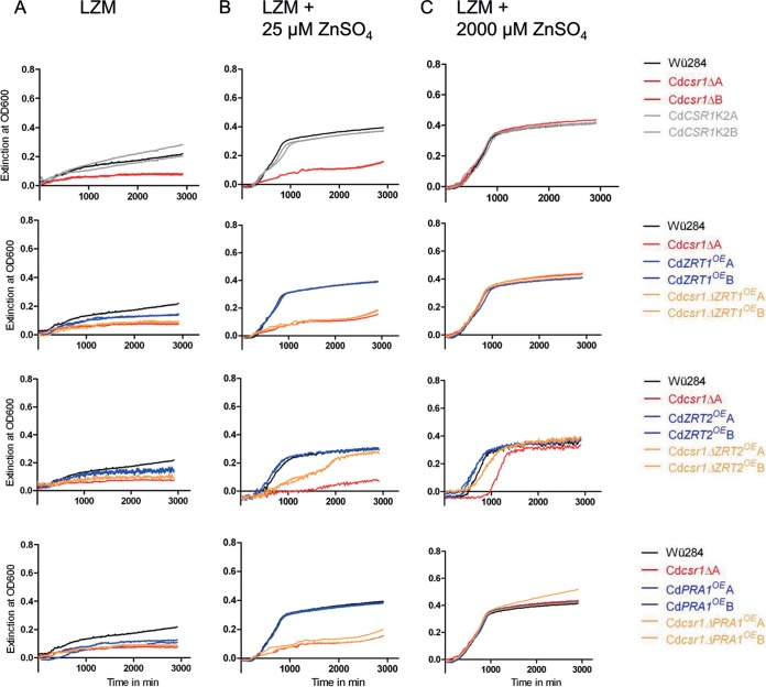 Csr1/Zap1 Maintains Zinc Homeostasis and Influences Virulence in Candida dubliniensis but Is Not Coupled to Morphogenesis.