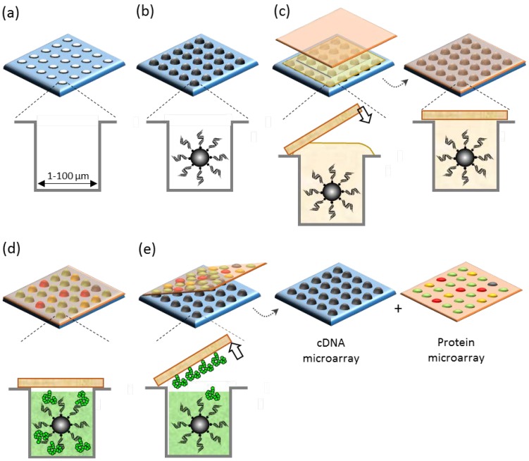 Microintaglio Printing for Soft Lithography-Based in Situ Microarrays.