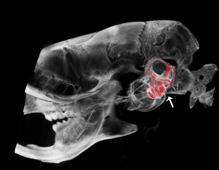 Experimental Fusion of Contrast Enhanced High-Field Magnetic Resonance Imaging and High-Resolution Micro-Computed Tomography in Imaging the Mouse Inner Ear.