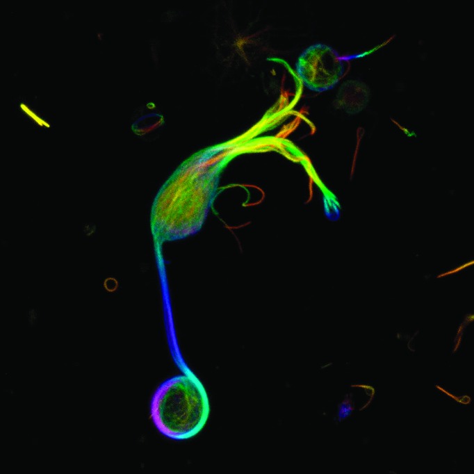 Of bipolar cell synapses, light-activated K+ channels, and substrate binding to DAT.