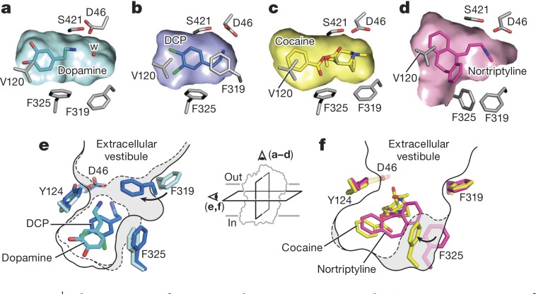 Of bipolar cell synapses, light-activated K+ channels, and substrate binding to DAT.