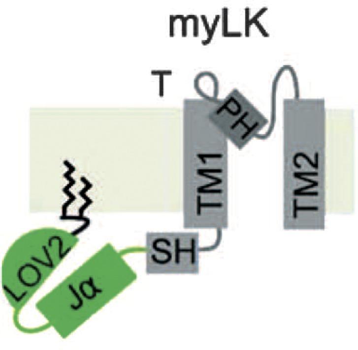 Of bipolar cell synapses, light-activated K+ channels, and substrate binding to DAT.
