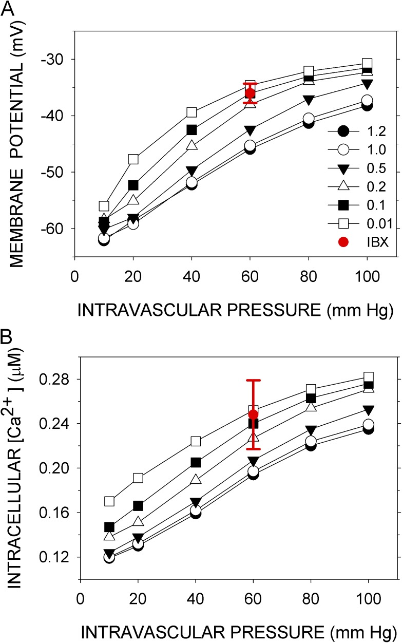 Membrane potential and Ca2+ concentration dependence on pressure and vasoactive agents in arterial smooth muscle: A model.
