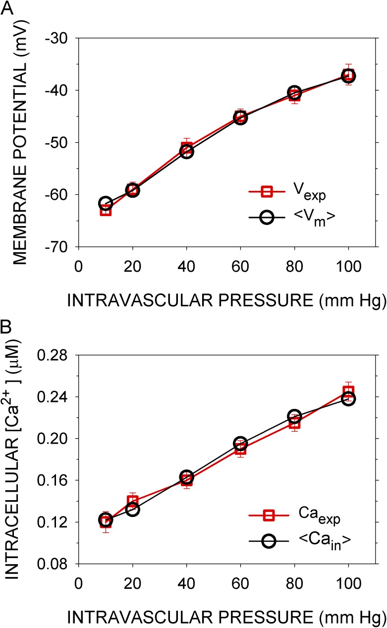 Membrane potential and Ca2+ concentration dependence on pressure and vasoactive agents in arterial smooth muscle: A model.
