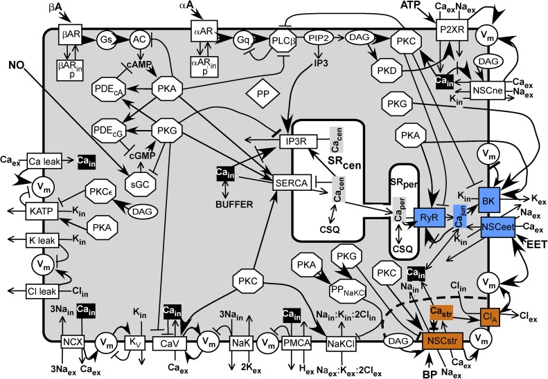 Membrane potential and Ca2+ concentration dependence on pressure and vasoactive agents in arterial smooth muscle: A model.