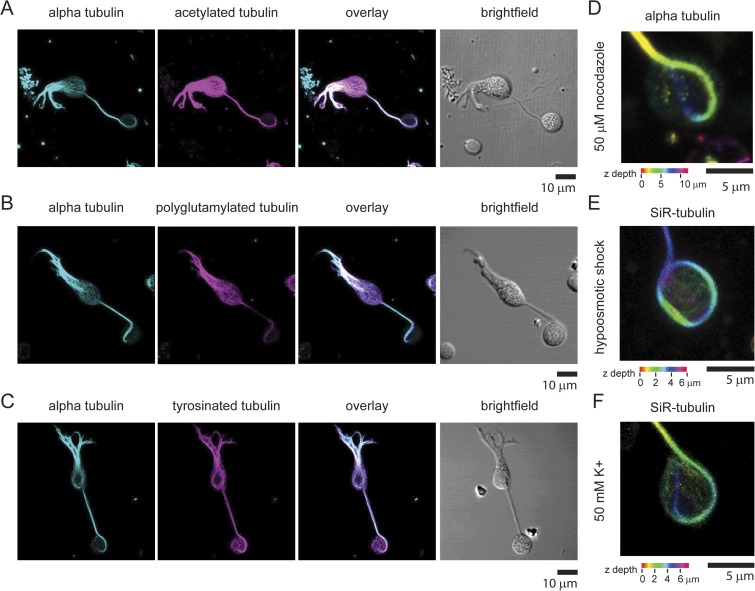 A marginal band of microtubules transports and organizes mitochondria in retinal bipolar synaptic terminals.