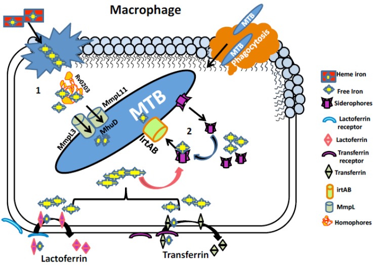 Iron Acquisition Mechanisms: Promising Target Against Mycobacterium tuberculosis.