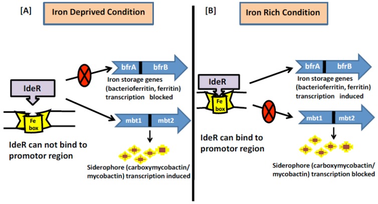 Iron Acquisition Mechanisms: Promising Target Against Mycobacterium tuberculosis.