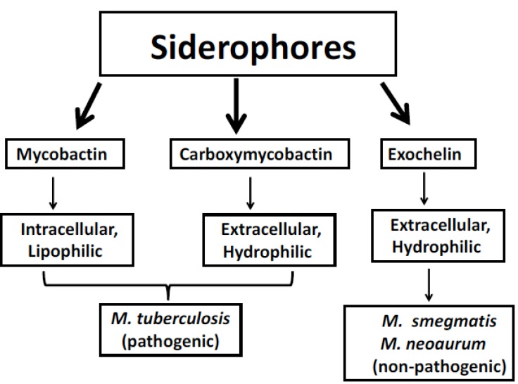 Iron Acquisition Mechanisms: Promising Target Against Mycobacterium tuberculosis.