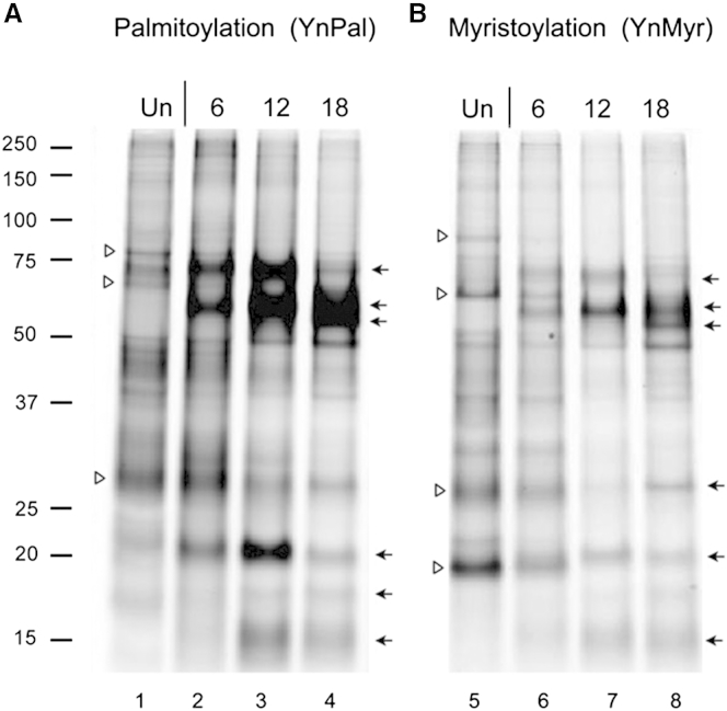 Systems Analysis of Protein Fatty Acylation in Herpes Simplex Virus-Infected Cells Using Chemical Proteomics.