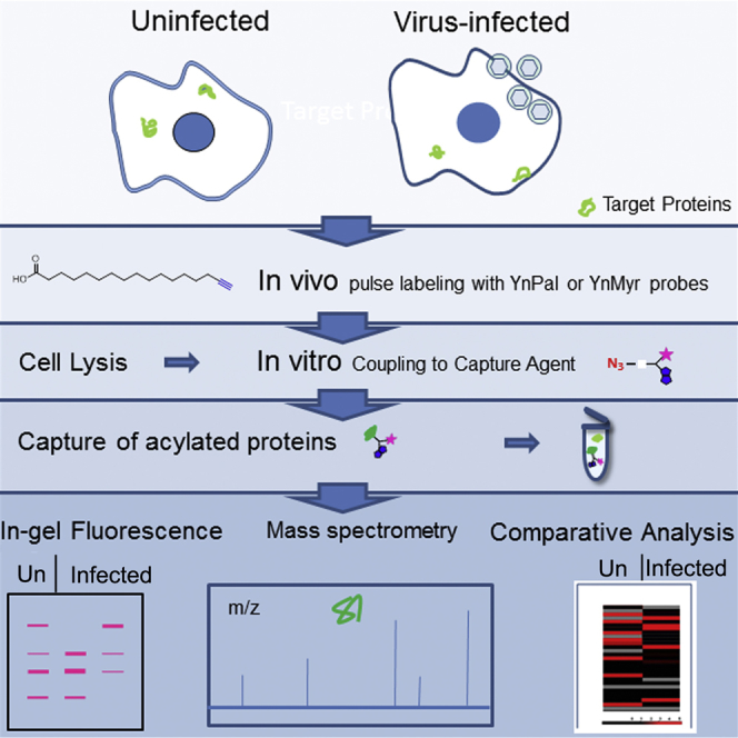 Systems Analysis of Protein Fatty Acylation in Herpes Simplex Virus-Infected Cells Using Chemical Proteomics.