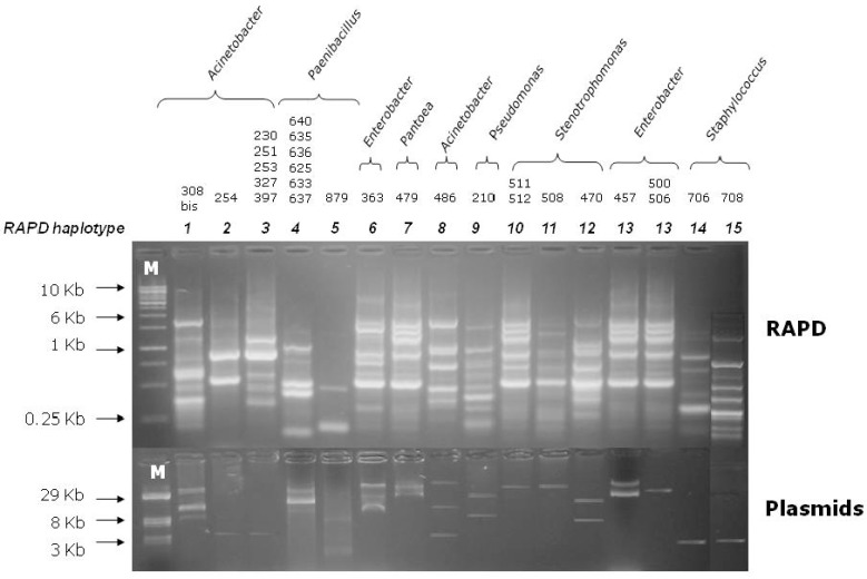 Analysis of a Pool of Small Plasmids from Soil Heterotrophic Cultivable Bacterial Communities.