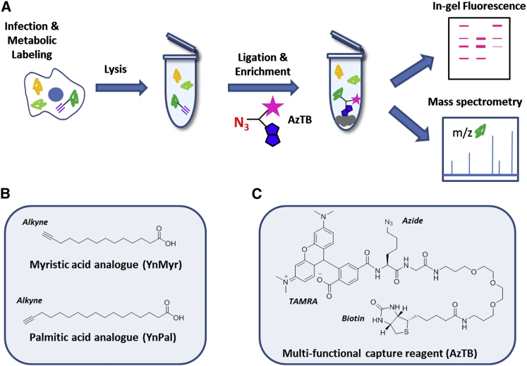 Systems Analysis of Protein Fatty Acylation in Herpes Simplex Virus-Infected Cells Using Chemical Proteomics.