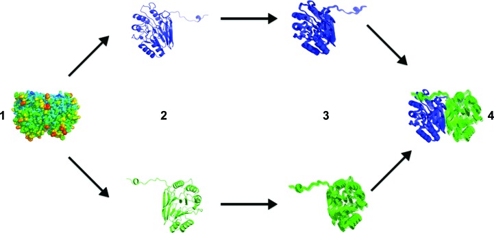 Predicting X-ray diffuse scattering from translation-libration-screw structural ensembles.