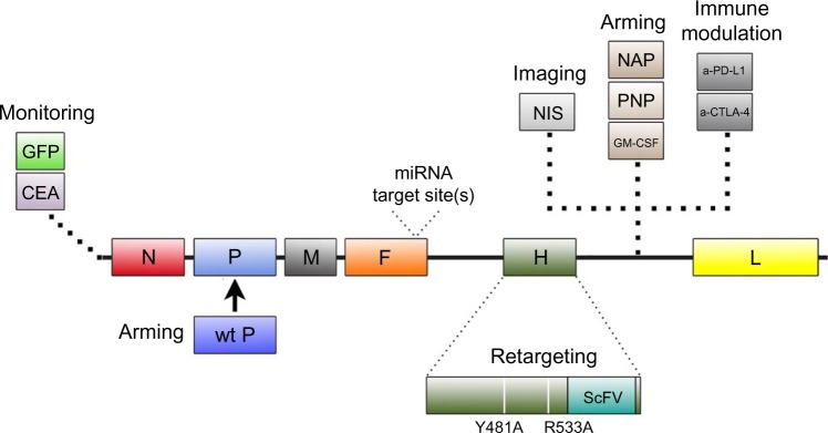 Advances in the design and development of oncolytic measles viruses.