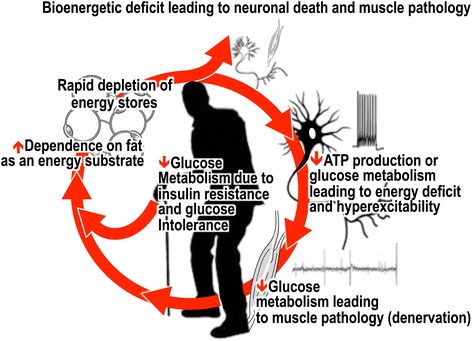 The interplay between metabolic homeostasis and neurodegeneration: insights into the neurometabolic nature of amyotrophic lateral sclerosis