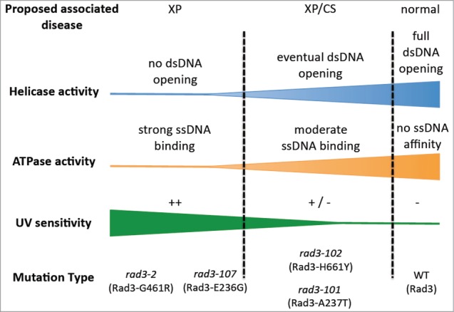 A unified model for the molecular basis of Xeroderma pigmentosum-Cockayne Syndrome.