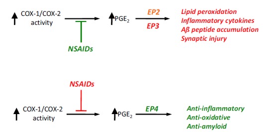 Inflammatory Cyclooxygenase Activity and PGE<sub>2</sub> Signaling in Models of Alzheimer's Disease.