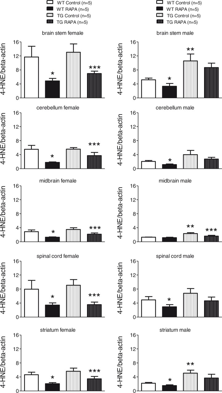 Rapamycin improves motor function, reduces 4-hydroxynonenal adducted protein in brain, and attenuates synaptic injury in a mouse model of synucleinopathy.