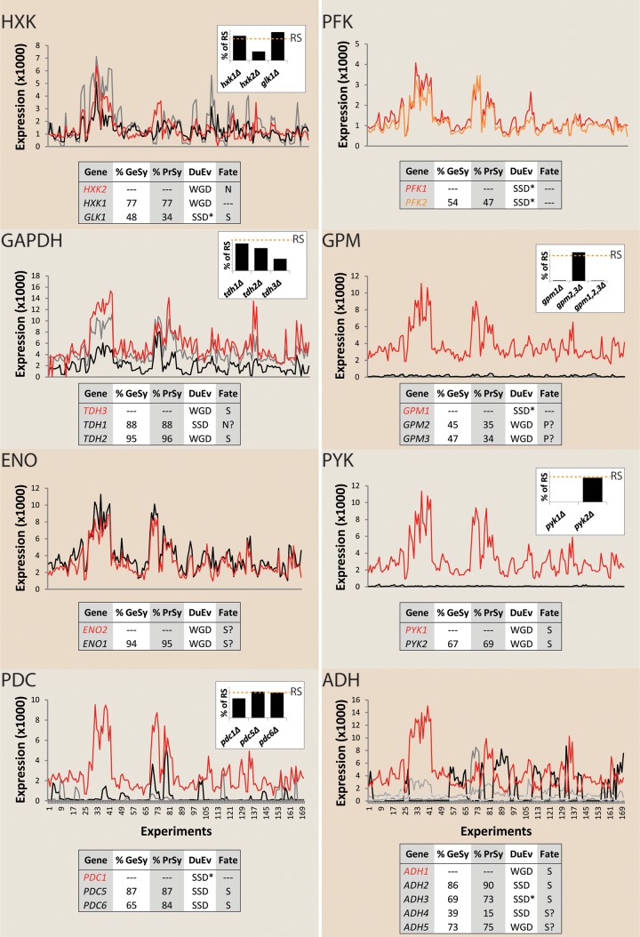 A Minimal Set of Glycolytic Genes Reveals Strong Redundancies in Saccharomyces cerevisiae Central Metabolism.