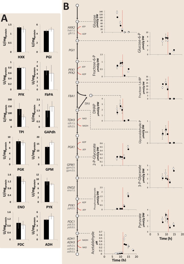 A Minimal Set of Glycolytic Genes Reveals Strong Redundancies in Saccharomyces cerevisiae Central Metabolism.