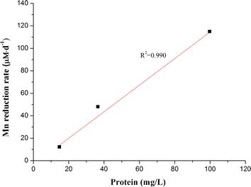 Aerobic and anaerobic reduction of birnessite by a novel Dietzia strain