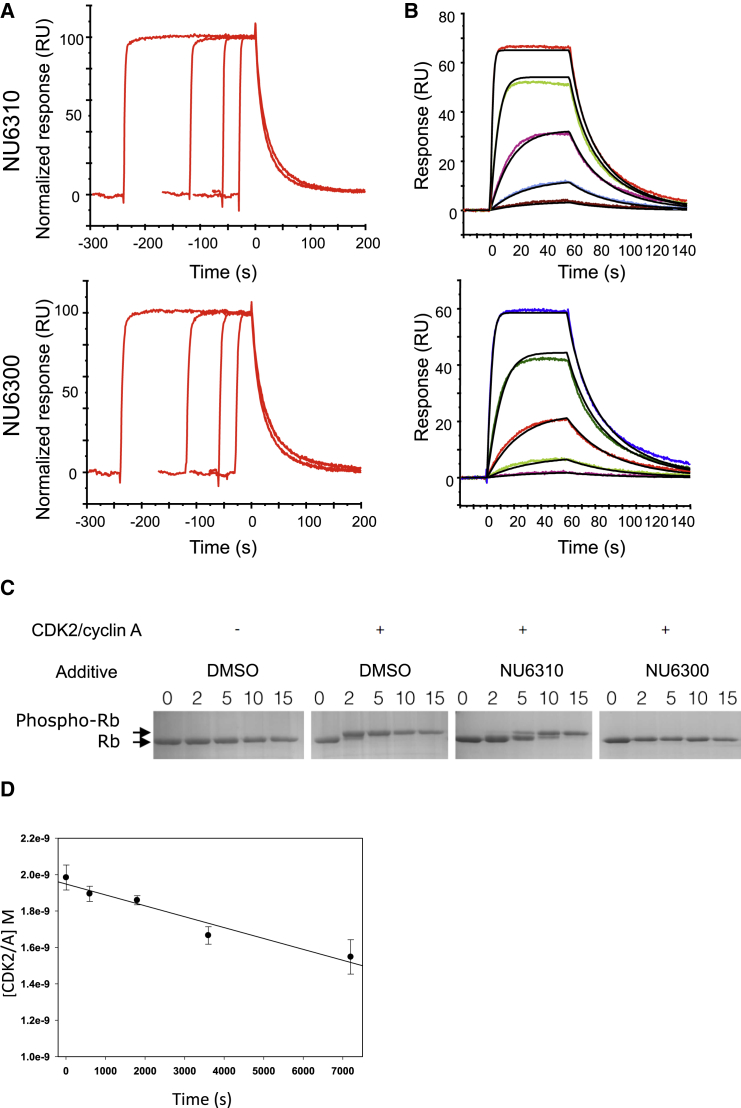 Identification and Characterization of an Irreversible Inhibitor of CDK2.